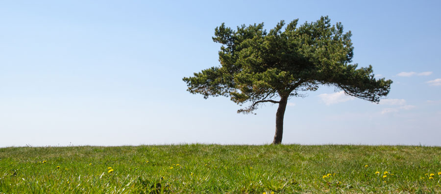 tree
